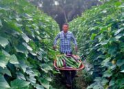 DPRD Barito Utara Dorong Penguatan Hortikultura, Petani di Trinsing Sukses Kantongi Pendapatan Harian Stabil