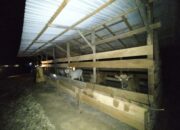 BUMDes Sumber Rejeki Terima 10 Ekor Sapi Program Ketahanan Pangan Desa Tumbang Manyarung