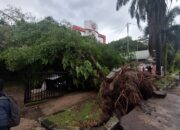 Cuaca Buruk Terjang Palangka Raya, Belasan Pohon Tua Tumbang dan Lumpuhkan Jalan