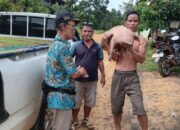 Pemdes Mampai Jaya Salurkan Bibit Babi untuk Perkuat Ketahanan Pangan Warga