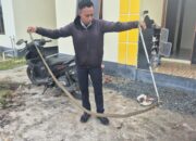 Balita Nyaris Pegang King Cobra 3 Meter, Evakuasi Dramatis di Dapur Rumah Warga Palangka Raya