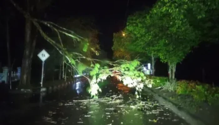 Angin Kencang Robohkan Pohon, Akses Jalan MH Thamrin Palangka Raya Lumpuh Total