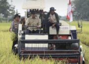 Wagub Kalteng Panen Raya di OPLA Pulang Pisau, Dorong Percepatan Swasembada Pangan