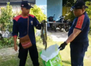 Gerak Cepat Damkar Palangka Raya Amankan Biawak di Rumah Warga dan Ular di Kantor