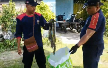 Gerak Cepat Damkar Palangka Raya Amankan Biawak di Rumah Warga dan Ular di Kantor