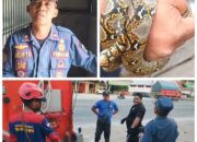 Tak Kenal Lelah, Tim Rescue Damkarmat Palangka Raya Evakuasi Dua Ular Piton yang Resahkan Warga