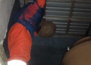 Rescue Malam Hari, BPK Kamboja Evakuasi Sarang Vespa Raksasa di Permukiman Padat