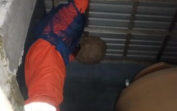 Rescue Malam Hari, BPK Kamboja Evakuasi Sarang Vespa Raksasa di Permukiman Padat