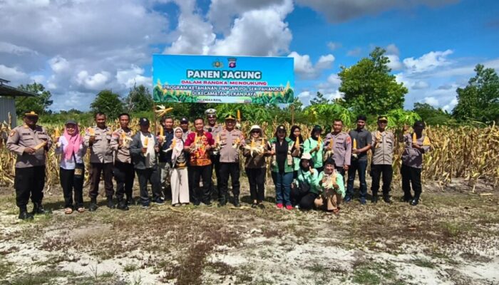 Panen Jagung Serentak, Polsek Pahandut Perkuat Sinergi Ketahanan Pangan di Palangka Raya