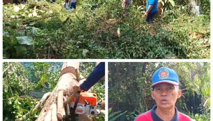 Pohon Ketapang Kencana Setinggi 12 Meter di Palangka Raya Ditebang Tim Rescue BPK Kamboja