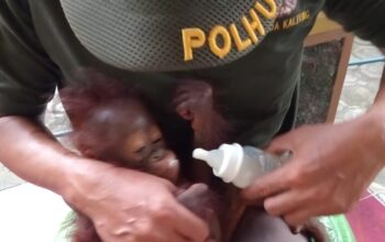 Beruang Madu dan Orangutan Muncul Bergantian, Warga Kotim Resah dalam 10 Hari Terakhir