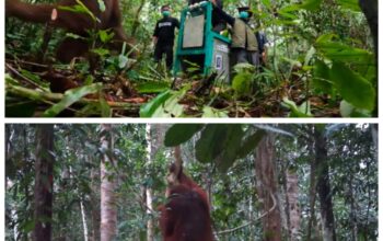 Setelah Belasan Tahun Direhabilitasi, Lima Orangutan Kembali Menyusuri Rimba Kalimantan