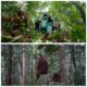 Setelah Belasan Tahun Direhabilitasi, Lima Orangutan Kembali Menyusuri Rimba Kalimantan