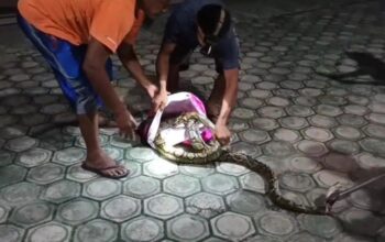 Ular Piton 4 Meter Lilit Ayam Jago di Palangka Raya, Dievakuasi Tim BPK Kamboja Setelah Satu Jam