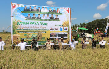 Panen Raya di Kapuas Capai 25.817 Hektare, Petani Didorong Tingkatkan Produktivitas