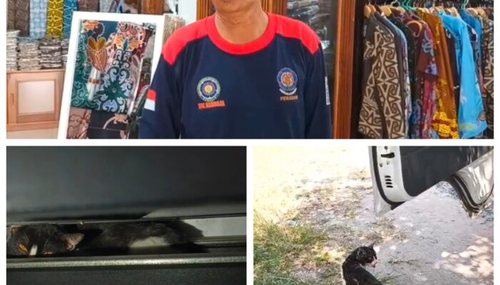 Kucing Terjebak di Celah Tangga Ruko Palangka Raya Berhasil Dievakuasi Tim Rescue BPK Kamboja