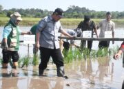 Gerakan Tanam Serentak Cetak Sawah Rakyat Digelar di Pulang Pisau, Dorong Percepatan Swasembada Pangan