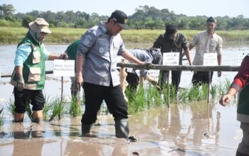 Gerakan Tanam Serentak Cetak Sawah Rakyat Digelar di Pulang Pisau, Dorong Percepatan Swasembada Pangan