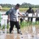 Gerakan Tanam Serentak Cetak Sawah Rakyat Digelar di Pulang Pisau, Dorong Percepatan Swasembada Pangan