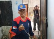 Geger! Dua Ular Piton 3,5 Meter Bersarang di Bawah Lantai Dapur Rumah Warga
