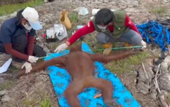 Terjebak Karhutla, Induk Orangutan Bertahan Lindungi Bayinya hingga Diselamatkan Petugas