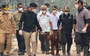 Wapres Gibran Tinjau Rehabilitasi Orangutan di Palangka Raya