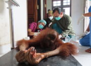 Terjebak Karhutla di Palangka Raya, Orangutan Novita Selamat tetapi Jarinya Harus Diamputasi
