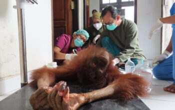 Terjebak Karhutla di Palangka Raya, Orangutan Novita Selamat tetapi Jarinya Harus Diamputasi