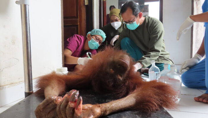 Terjebak Karhutla di Palangka Raya, Orangutan Novita Selamat tetapi Jarinya Harus Diamputasi