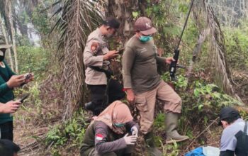 Orangutan Jantan Ditemukan Lemas di Kebun Banturung, Kaki Luka