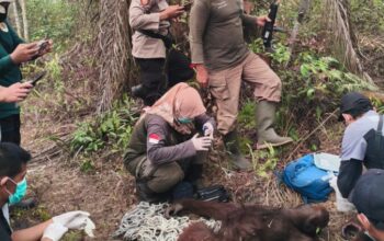 Orangutan Jantan Ditemukan Lemas di Kebun Banturung, Kaki Luka