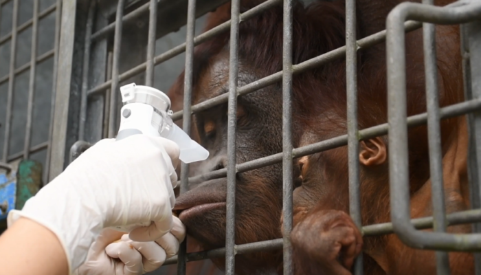 47 Orangutan di Nyaru Menteng Terpapar Asap Karhutla, Alami Gejala ISPA