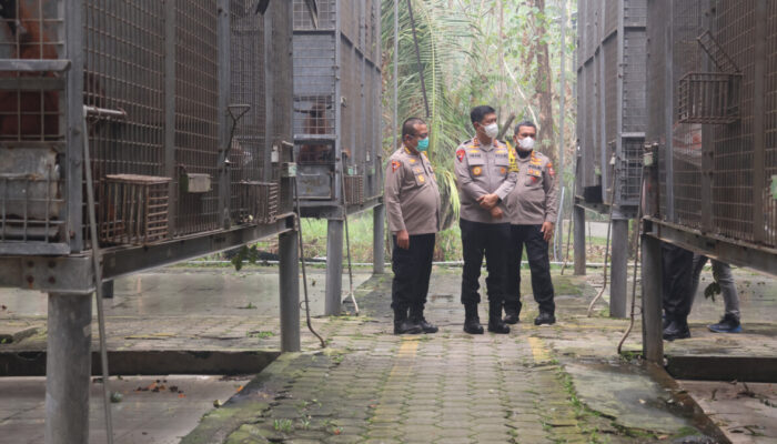 Polri Perkuat Patroli Hutan, Nasib Orang Utan Korban Karhutla Jadi Perhatian